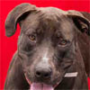 Shelter Dog