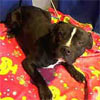 Animal ID: A4913357