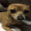 Animal ID:A4909817