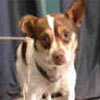 Animal ID: A5018391
