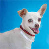 Animal ID:A4885064