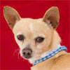 Animal ID: A4921412