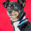 Animal ID:A4890539