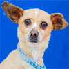 Animal ID: A4946928