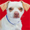 Animal ID: A4948412