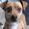 Animal ID: A5041063