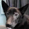 Animal ID: A5025966
