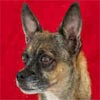 Animal ID: A5040040