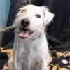 Animal ID: A5034600