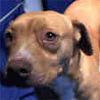 Animal ID:A4913596
