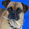 Animal ID: A5003412