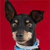 Animal ID:A4081180