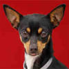 Animal ID: A4956468